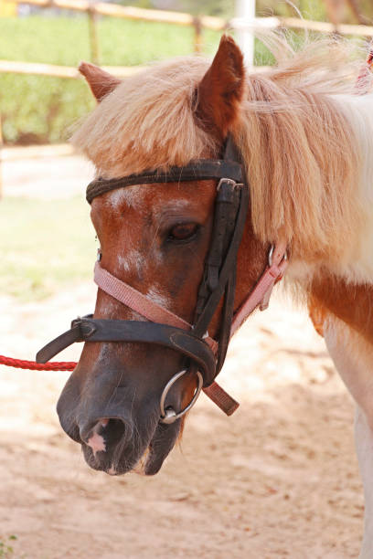 istock brown and white colored horse or pony head in close up 1409360117