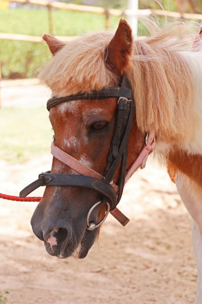 brązowo-biała głowa konia lub kucyka w zbliżeniu - ponny zdjęcia i obrazy z banku zdjęć