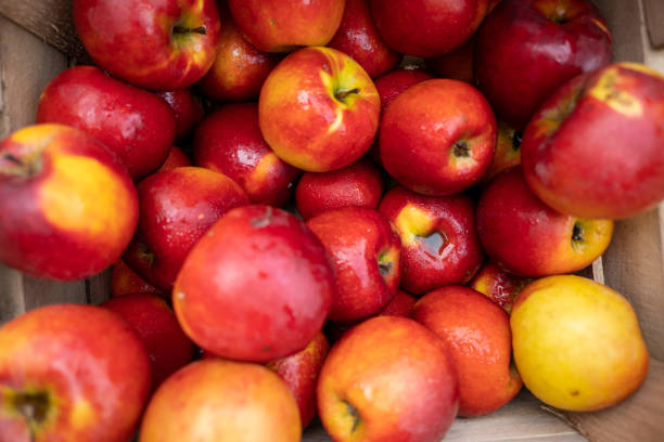 istock Bushel of Apples for Sale 1409360204