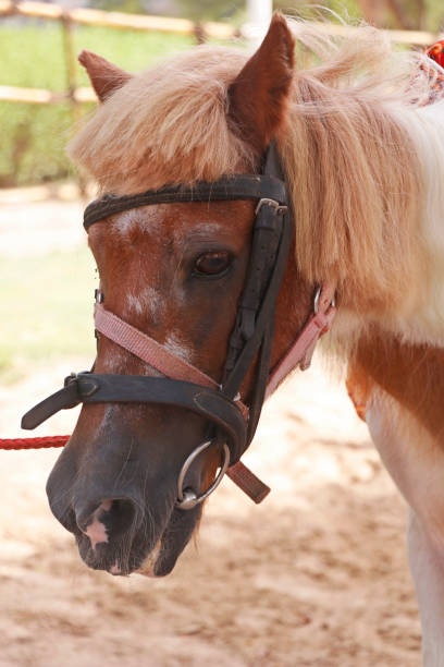 istock brown colored horse or pony head in close up 1409360270