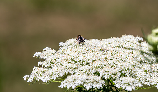 Close-up of a tiny yellow-shouldered drone fly collecting nectar from the white flowers on a queen anne’s lace plant that is growing in a meadow on a warm sunny day in July with a blurred background.