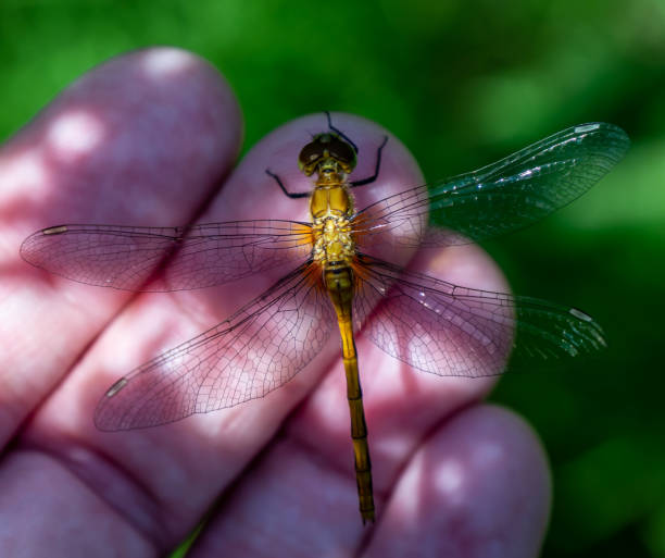istock White-Faced Meadow-Hawk Dragonfly On A Human Hand 1409362311