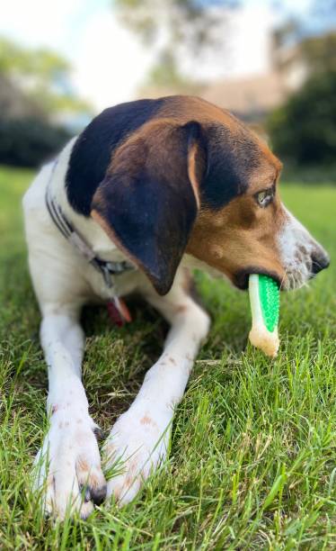 istock A Treeing Walker Coonhound dog lying down on a lawn with toy in mouth 1409362386