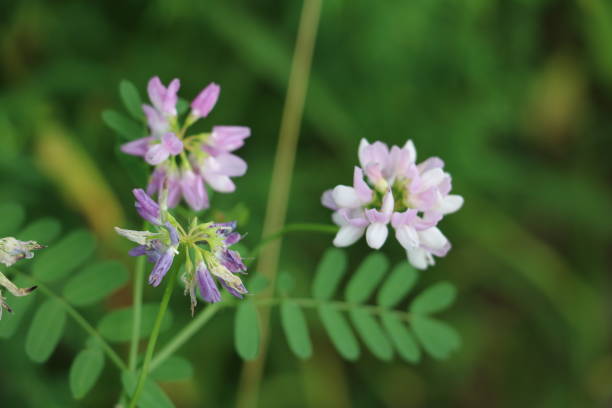 istock Purple and white crown vetch flowers 1409364363