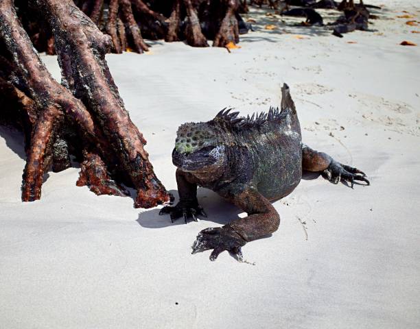 istock marine iguana on the beach on galapagos islands 1409365995