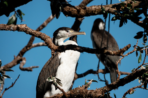 Pied Cormorant (Phalacrocorax varius) on tree