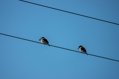 Kingfisher birds on power line