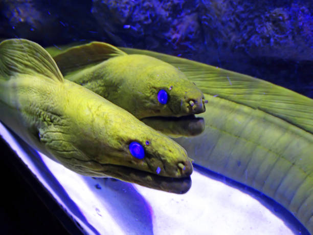 istock Moray Eel in the Water. Yellow morena in coral riff 1409366484