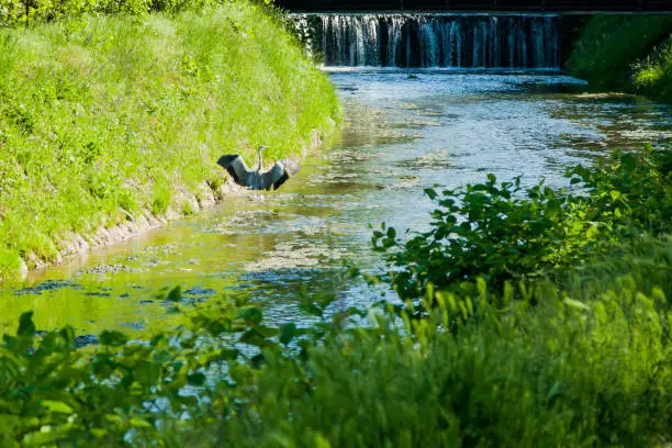 Heron standing in sunny day next to small waterfall stream