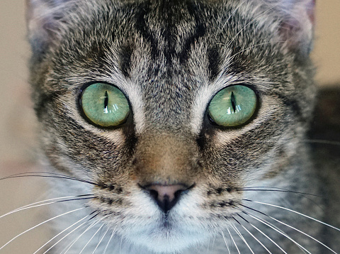 A close portrait of a striped cat outside of a home.  Her nose is very close to the camera lens.