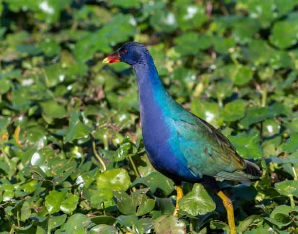 istock Purple Gallinule, Florida 1409367460