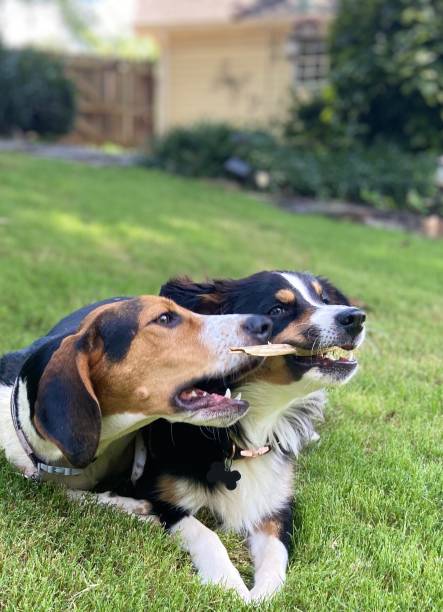 istock Two purebred dogs playing together on a grassy lawn 1409367477