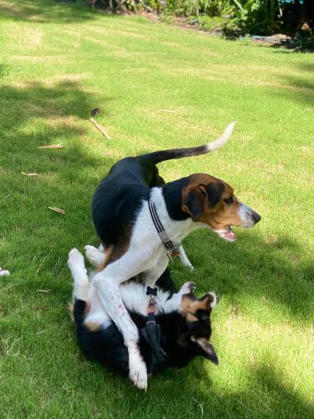 istock Two purebred dogs playing together on a grassy lawn 1409367497