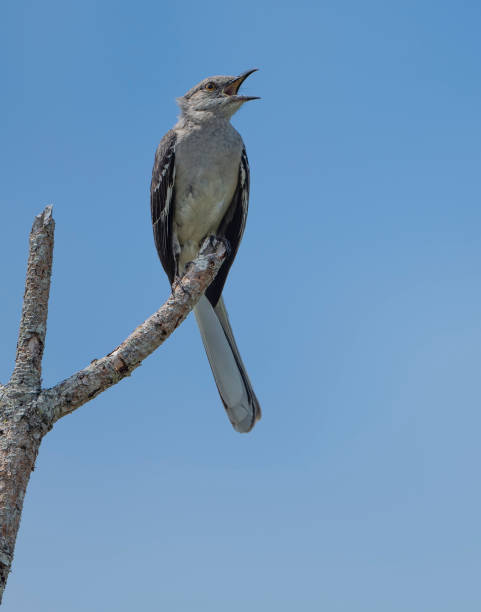 Mockingbird Pictures | Download Free Images on Unsplash