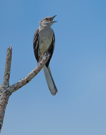 A Mockingbird sings while perched on a branch in Florida