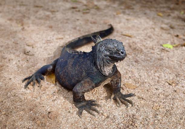 istock Black land iguana Galapagos Islands 1409369230
