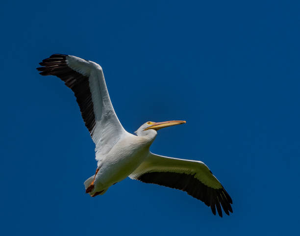 istock White Pelican in light, blue sky background 1409369263