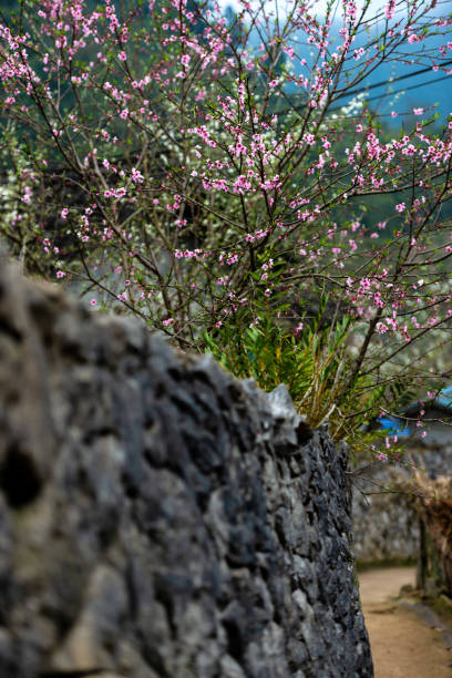 Peach Blossoms in spring in Vietnam, at Ha Giang