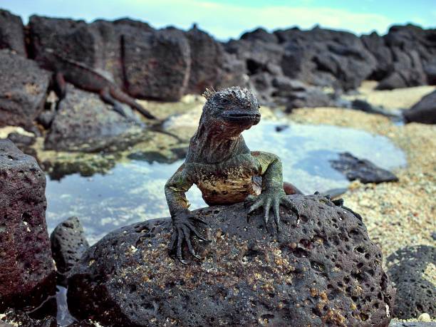 istock Small iguana on the rocks Galapagos islands 1409370100