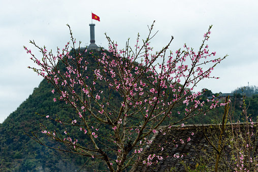 Spring in Lo Lo Chai village in Ha Giang, Vietnam with peach blossoms