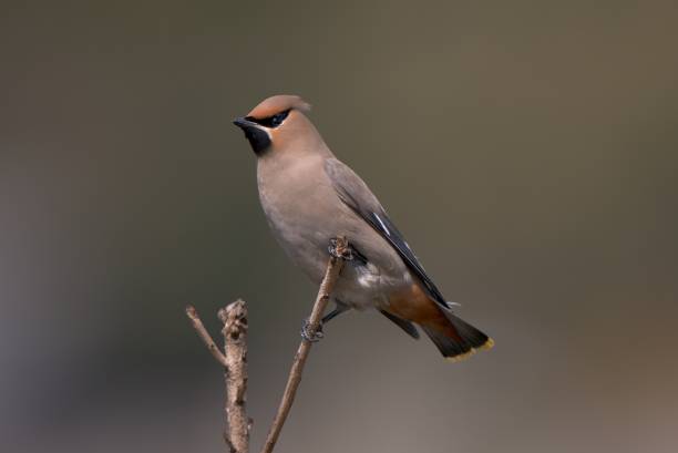 istock Bohemian waxwing perching on a branch 1409370383