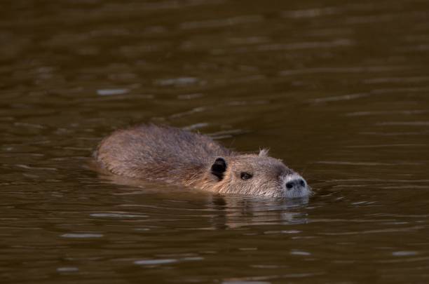 istock Nutria swimming on the surface of the water 1409372987