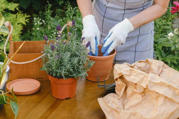 istock Gardener transplants lavender plant. 1409372990