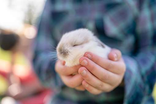 Close up shot of an adorable baby bunny sleeping while gently cradled in an unrecognizable person's hands.