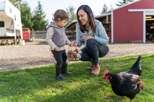 A beautiful Eurasian woman smiles while helping her toddler daughter carry a basket of chicken eggs. The family is spending time together outside on their farm on a warm and sunny spring day as free range chickens wander around the yard.