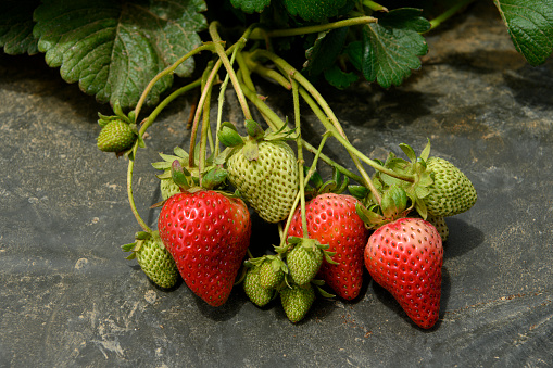 three frozen strawberries on white background