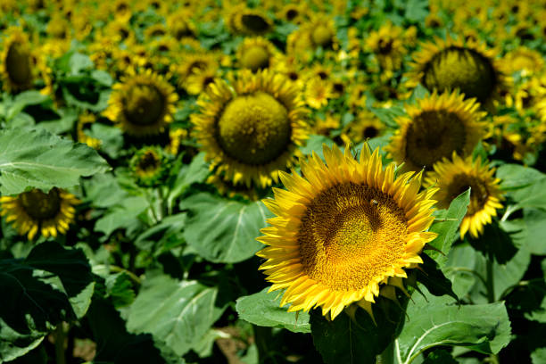 Wide angle view of sunflowers blooming on a California farm.Taken in Yolo Valley, near Woodland, California, USA