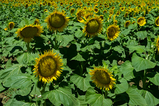 Wide angle view of sunflowers blooming on a California farm.\n\nTaken in Yolo Valley, near Woodland, California, USA