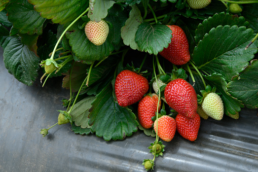 Close-up of Ripening Strawberries on the Vine