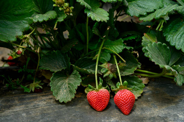 nahaufnahme der reife erdbeeren am rebstock - strawberry vine stock-fotos und bilder