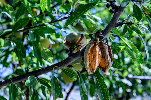 Close-up of ripening almond (Prunus dulcis) nuts growing in clusters on a central California orchard, ready for harvest.

Taken in San Joaquin Valley, California, USA