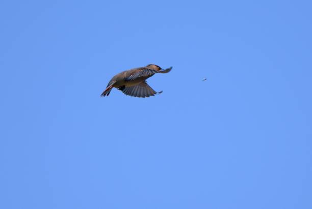 istock Flying Japanese waxwing 1409375827