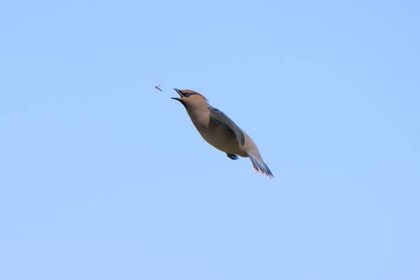 istock Flying Japanese waxwing 1409375868