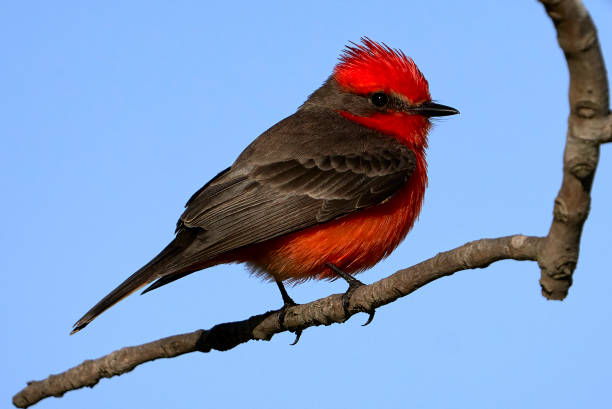 istock Vermillion Flycatcher On the Hunt 1 1409375953