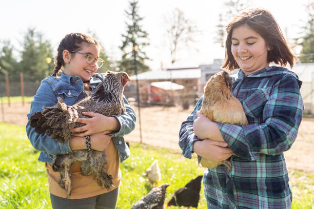 istock Sisters taking care of pet chickens 1409376764