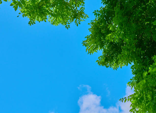 istock Image of summer blue sky and trees 1409378344