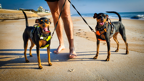 Miniature Pinscher sisters going for a walk on the beach in Florida attached to a harness and tether.