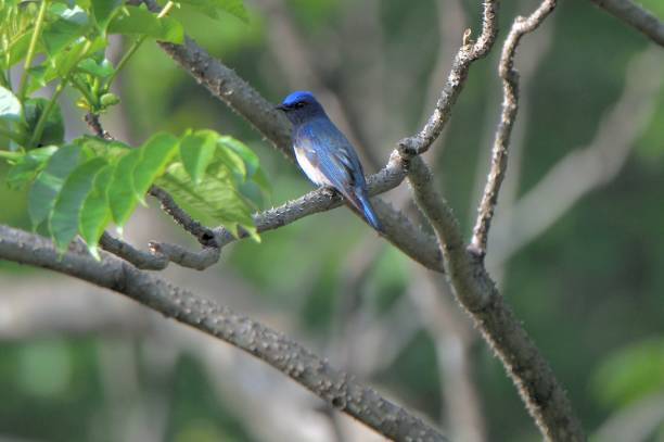 istock Blue-and-white flycatcher perching on a branch 1409381313