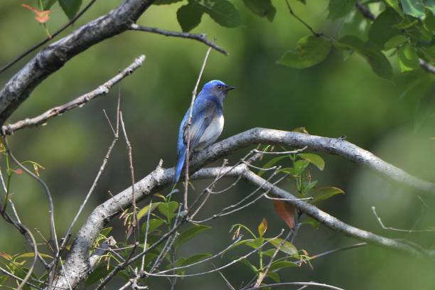 istock Blue-and-white flycatcher perching on a branch 1409381338