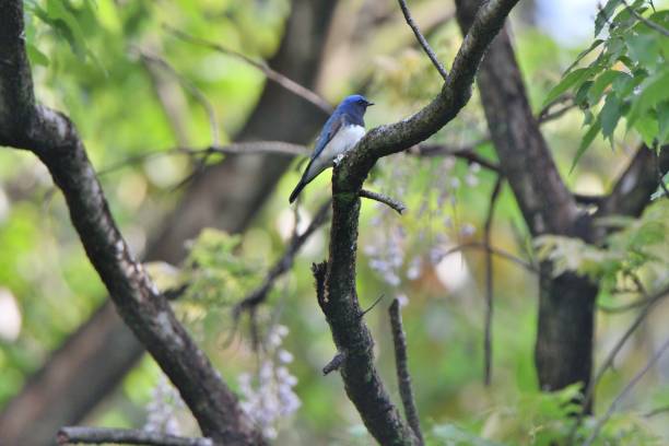 istock Blue-and-white flycatcher eating caterpillars 1409381351
