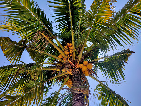 The fruiting coconut tree is photographed from below