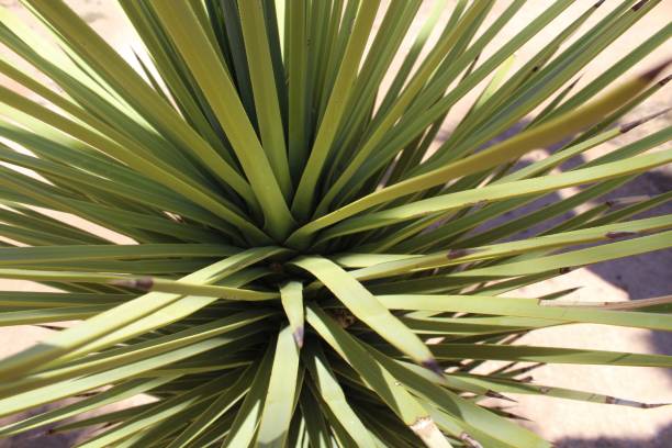 istock Desert plant in Joshua Tree 1409383731