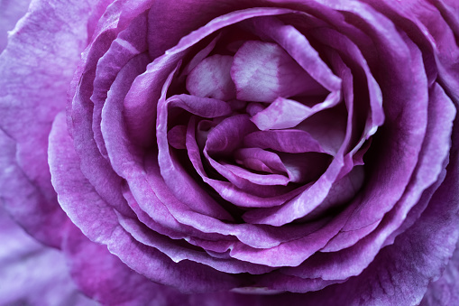 Abstract close up of swirling mauve rose petals on flower in a garden