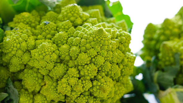istock Romanesco broccoli cabbage (Roman Cauliflower) close-up isolated on white 1409384317