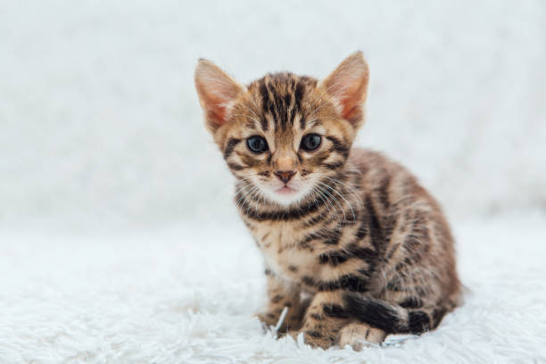 istock Little bengal kitten on the white fury blanket 1409384517