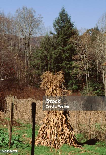 One Corn Stack Corn Stack In North Carolina Stock Photo - Download Image Now ...